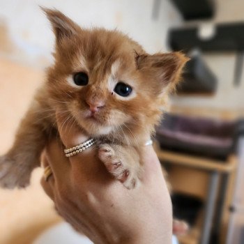 chaton Maine coon red mackerel tabby Amazone Chatterie des Sept Phoenix chaton Maine coon red mackerel tabby Amazone Chatterie des Sept Phoenix