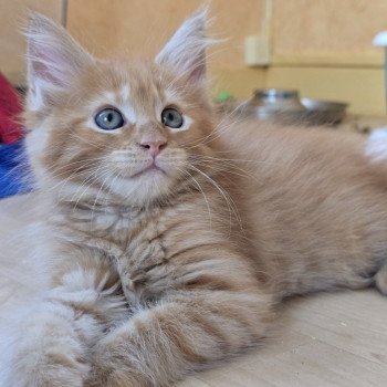 chaton Maine coon red mackerel tabby Amazone Chatterie des Sept Phoenix chaton Maine coon red mackerel tabby Amazone Chatterie des Sept Phoenix