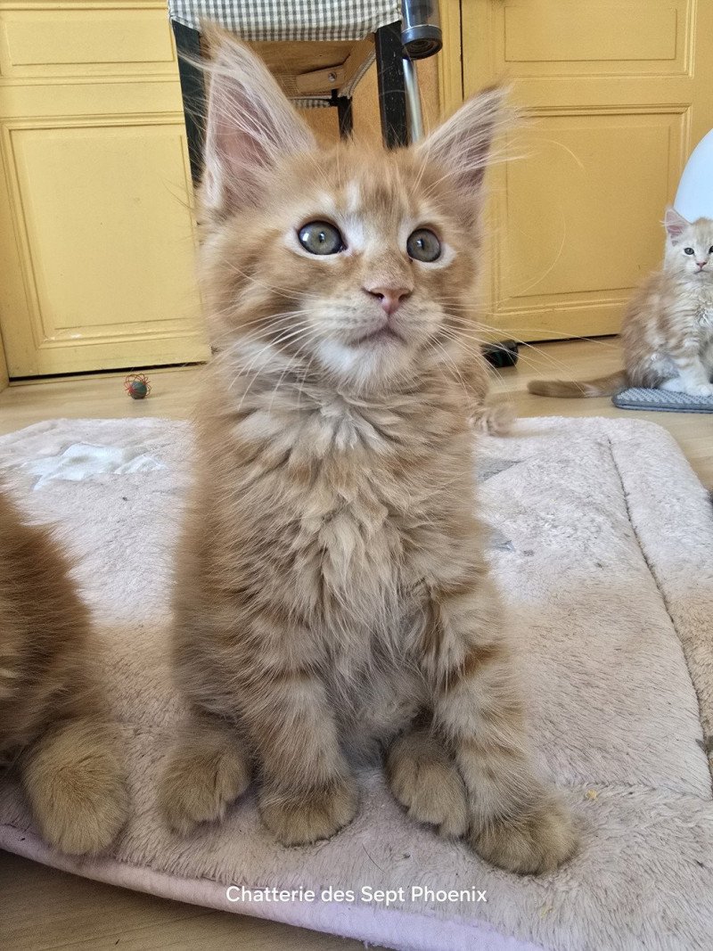 Amazone Des Sept Phoenix Femelle Maine coon Amazone Des Sept Phoenix Femelle Maine coon