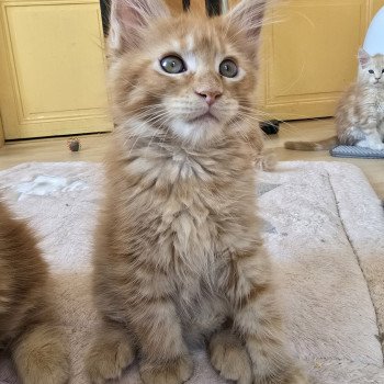 chaton Maine coon red mackerel tabby Amazone Chatterie des Sept Phoenix chaton Maine coon red mackerel tabby Amazone Chatterie des Sept Phoenix