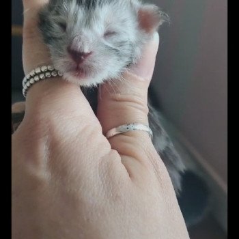 chaton Maine coon black silver ticked tabby Arès Chatterie des Sept Phoenix chaton Maine coon black silver ticked tabby Arès Chatterie des Sept Phoenix