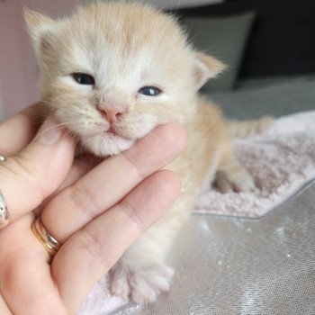 chaton Maine coon red silver mackerel tabby Arizona Chatterie des Sept Phoenix