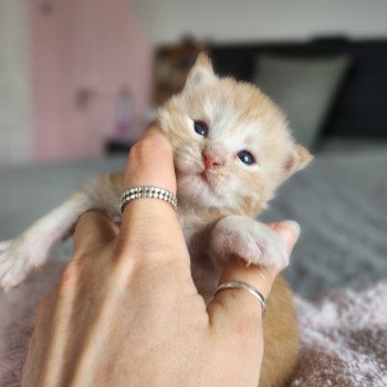 chaton Maine coon red silver mackerel tabby Arizona Chatterie des Sept Phoenix