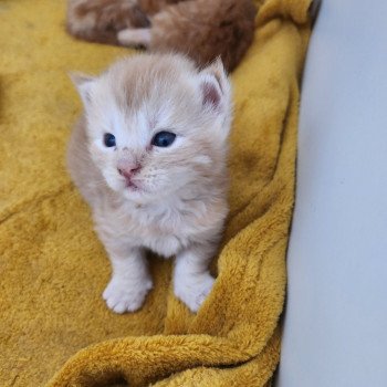 chaton Maine coon red silver mackerel tabby Arizona Chatterie des Sept Phoenix
