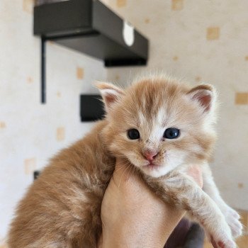 chaton Maine coon red silver mackerel tabby Arizona Chatterie des Sept Phoenix