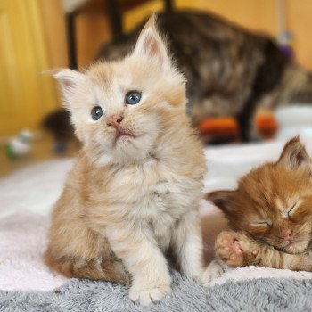 chaton Maine coon red silver mackerel tabby Arizona Chatterie des Sept Phoenix chaton Maine coon red silver mackerel tabby Arizona Chatterie des Sept Phoenix