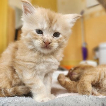 chaton Maine coon red silver mackerel tabby Arizona Chatterie des Sept Phoenix chaton Maine coon red silver mackerel tabby Arizona Chatterie des Sept Phoenix