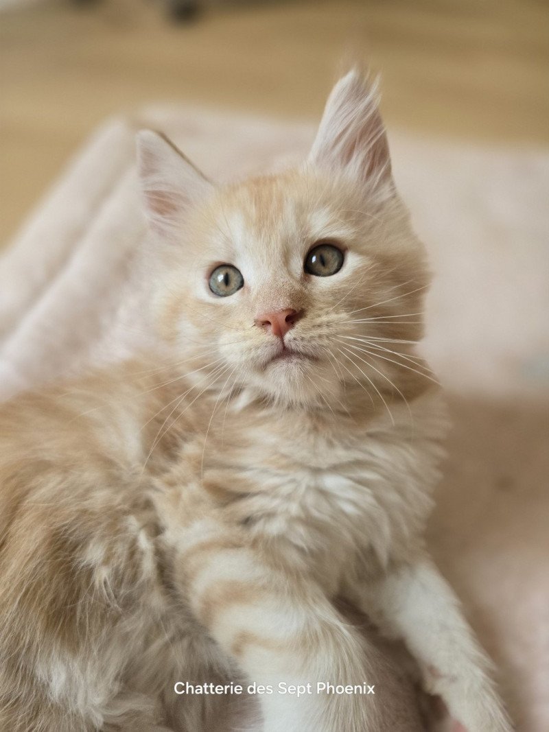 A'Arwen Des Sept Phoenix Femelle Maine coon A'Arwen Des Sept Phoenix Femelle Maine coon