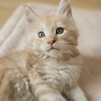 chaton Maine coon red silver mackerel tabby Arizona Chatterie des Sept Phoenix chaton Maine coon red silver mackerel tabby Arizona Chatterie des Sept Phoenix