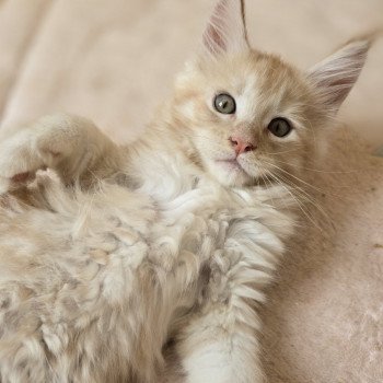 chaton Maine coon red silver mackerel tabby Arizona Chatterie des Sept Phoenix chaton Maine coon red silver mackerel tabby Arizona Chatterie des Sept Phoenix
