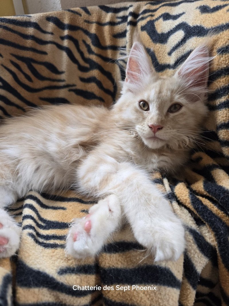 A'Arwen Des Sept Phoenix Femelle Maine coon
