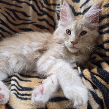 chaton Maine coon red silver mackerel tabby A'Arwen Chatterie des Sept Phoenix chaton Maine coon red silver mackerel tabby A'Arwen Chatterie des Sept Phoenix