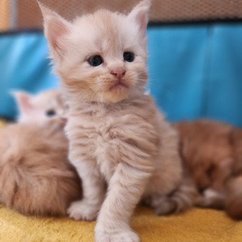 chaton Maine coon cream silver mackerel tabby Armony Chatterie des Sept Phoenix chaton Maine coon cream silver mackerel tabby Armony Chatterie des Sept Phoenix