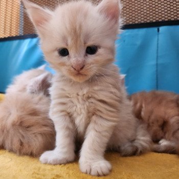 chaton Maine coon cream silver mackerel tabby Armony Chatterie des Sept Phoenix chaton Maine coon cream silver mackerel tabby Armony Chatterie des Sept Phoenix