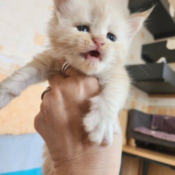 chaton Maine coon cream silver mackerel tabby Armony Chatterie des Sept Phoenix chaton Maine coon cream silver mackerel tabby Armony Chatterie des Sept Phoenix