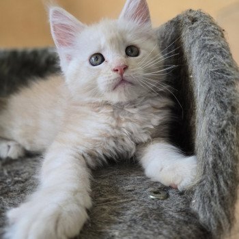chaton Maine coon red silver mackerel tabby Armony Chatterie des Sept Phoenix chaton Maine coon red silver mackerel tabby Armony Chatterie des Sept Phoenix