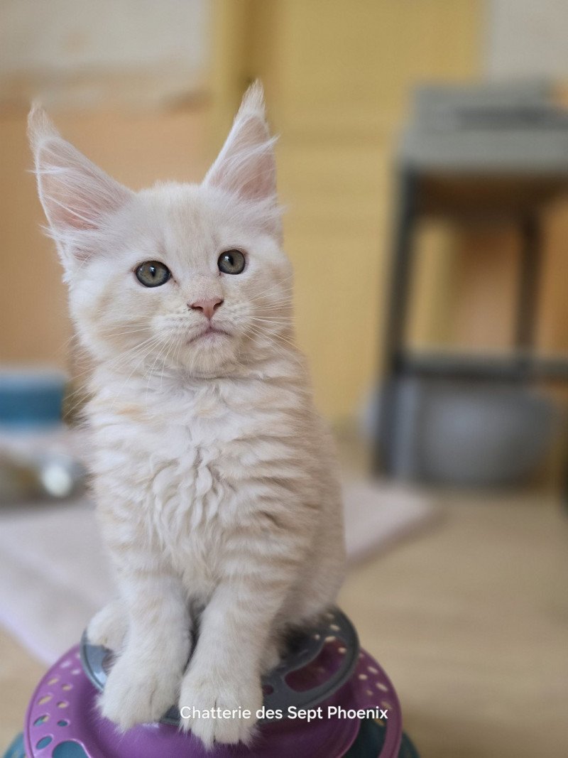 Alice Des Sept Phoenix Femelle Maine coon Alice Des Sept Phoenix Femelle Maine coon