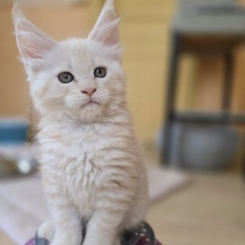 chaton Maine coon red silver mackerel tabby Armony Chatterie des Sept Phoenix chaton Maine coon red silver mackerel tabby Armony Chatterie des Sept Phoenix