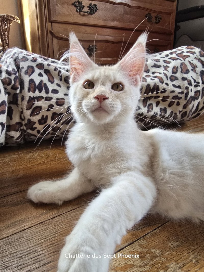 Alice Des Sept Phoenix Femelle Maine coon