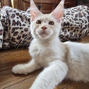 chaton Maine coon red silver mackerel tabby Alice Chatterie des Sept Phoenix chaton Maine coon red silver mackerel tabby Alice Chatterie des Sept Phoenix