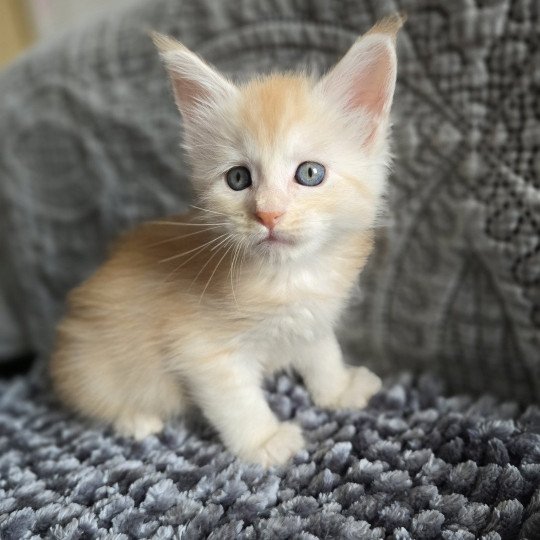 Artémis Des Sept Phoenix Femelle Maine coon
