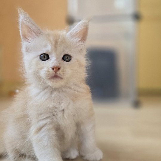 Artémis Des Sept Phoenix Femelle Maine coon