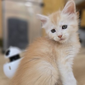 chaton Maine coon red smoke Artémis Chatterie des Sept Phoenix chaton Maine coon red smoke Artémis Chatterie des Sept Phoenix