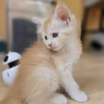 chaton Maine coon red smoke Artémis Chatterie des Sept Phoenix chaton Maine coon red smoke Artémis Chatterie des Sept Phoenix
