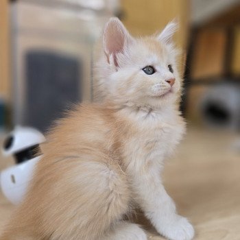 chaton Maine coon red smoke Artémis Chatterie des Sept Phoenix chaton Maine coon red smoke Artémis Chatterie des Sept Phoenix