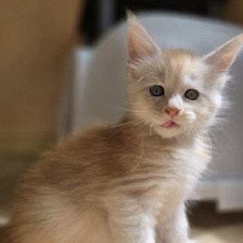 chaton Maine coon red smoke Artémis Chatterie des Sept Phoenix chaton Maine coon red smoke Artémis Chatterie des Sept Phoenix