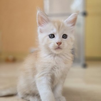 chaton Maine coon red smoke Artémis Chatterie des Sept Phoenix chaton Maine coon red smoke Artémis Chatterie des Sept Phoenix