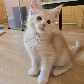 chaton Maine coon red silver tabby Artémis Chatterie des Sept Phoenix chaton Maine coon red silver tabby Artémis Chatterie des Sept Phoenix