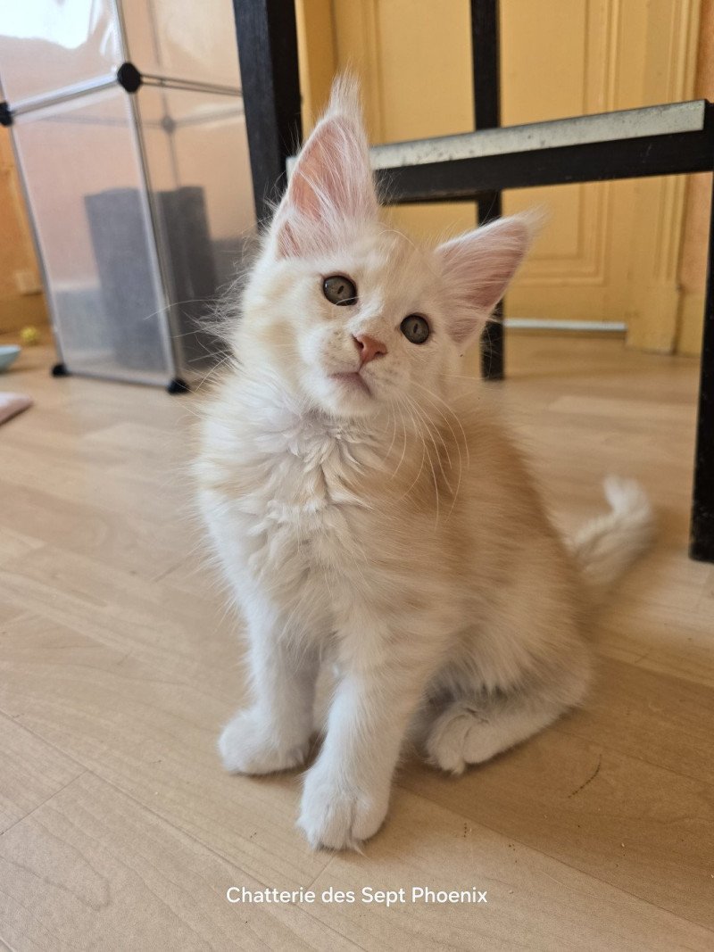 Artémis Des Sept Phoenix Femelle Maine coon