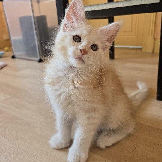 Artémis Des Sept Phoenix Femelle Maine coon