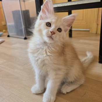 chaton Maine coon red silver tabby Artémis Chatterie des Sept Phoenix chaton Maine coon red silver tabby Artémis Chatterie des Sept Phoenix