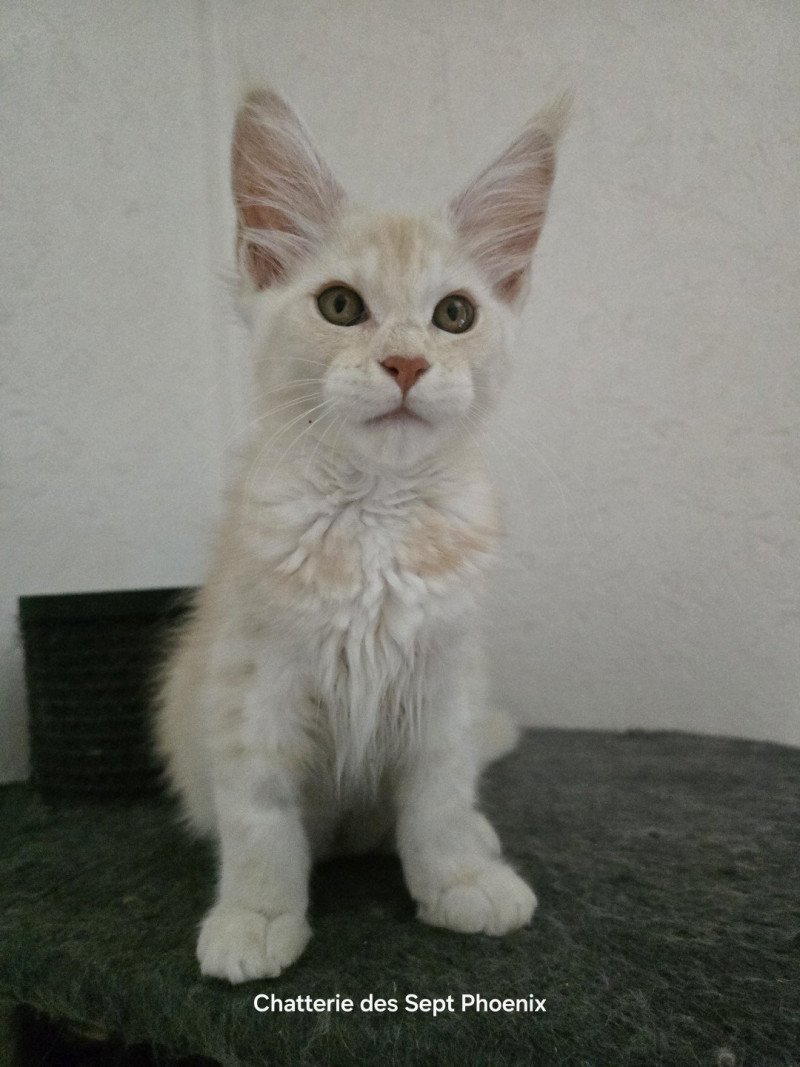 Artémis Des Sept Phoenix Femelle Maine coon