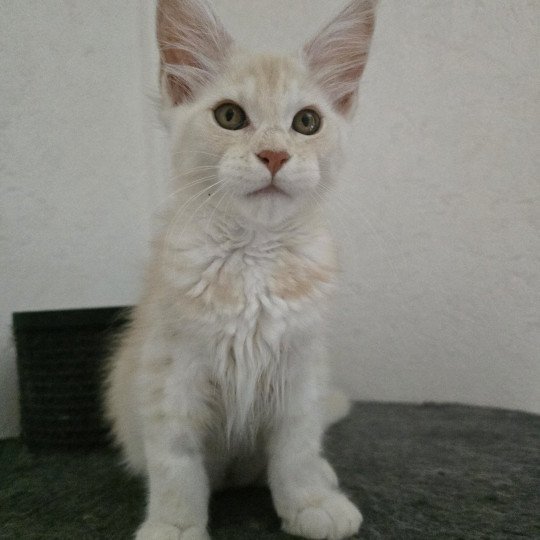 Artémis Des Sept Phoenix Femelle Maine coon