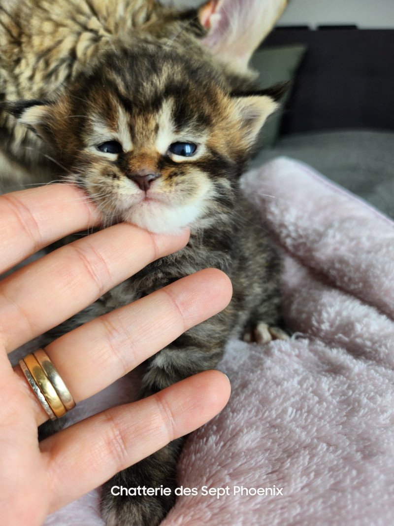 Arwen Des Sept Phoenix Femelle Maine coon Arwen Des Sept Phoenix Femelle Maine coon