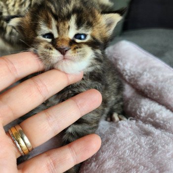 chaton Maine coon brown tortie mackerel tabby Arwen Chatterie des Sept Phoenix chaton Maine coon brown tortie mackerel tabby Arwen Chatterie des Sept Phoenix