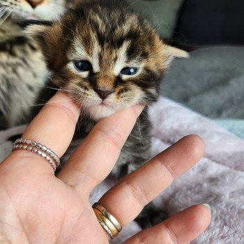 chaton Maine coon brown tortie mackerel tabby Arwen Chatterie des Sept Phoenix chaton Maine coon brown tortie mackerel tabby Arwen Chatterie des Sept Phoenix