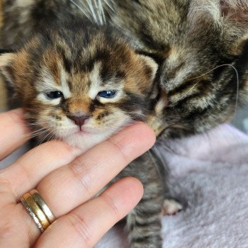 chaton Maine coon brown tortie mackerel tabby Arwen Chatterie des Sept Phoenix chaton Maine coon brown tortie mackerel tabby Arwen Chatterie des Sept Phoenix