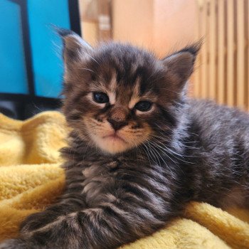 chaton Maine coon brown tortie mackerel tabby Arwen Chatterie des Sept Phoenix chaton Maine coon brown tortie mackerel tabby Arwen Chatterie des Sept Phoenix