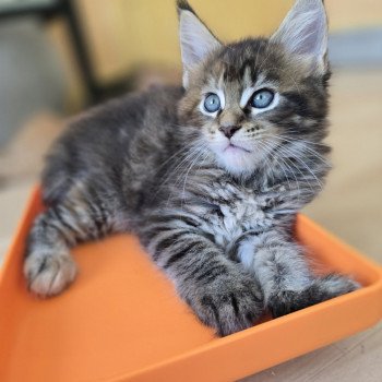 chaton Maine coon brown tortie mackerel tabby Arwen Chatterie des Sept Phoenix chaton Maine coon brown tortie mackerel tabby Arwen Chatterie des Sept Phoenix