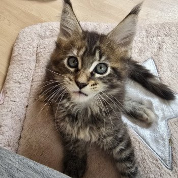 chaton Maine coon brown tortie mackerel tabby Arwen Chatterie des Sept Phoenix chaton Maine coon brown tortie mackerel tabby Arwen Chatterie des Sept Phoenix
