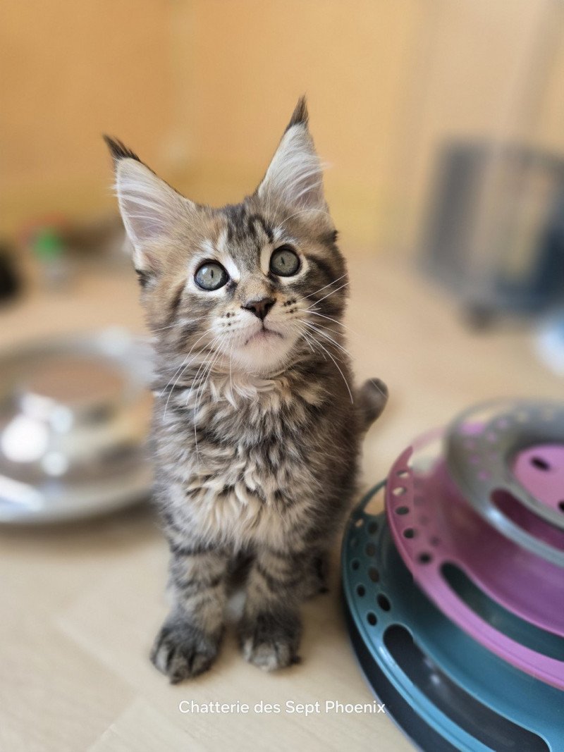 Arwen Des Sept Phoenix Femelle Maine coon Arwen Des Sept Phoenix Femelle Maine coon
