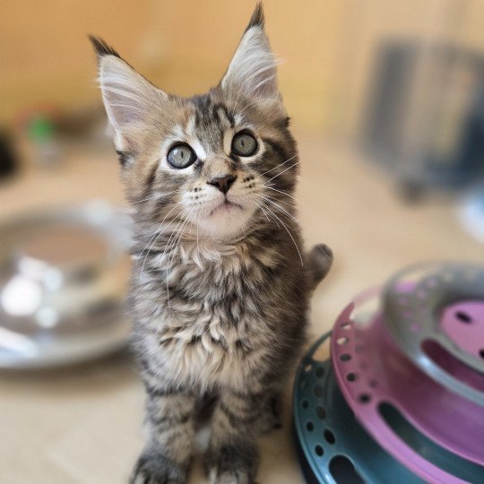 Arwen Des Sept Phoenix Femelle Maine coon
