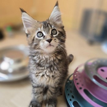 chaton Maine coon brown tortie mackerel tabby Arwen Chatterie des Sept Phoenix chaton Maine coon brown tortie mackerel tabby Arwen Chatterie des Sept Phoenix