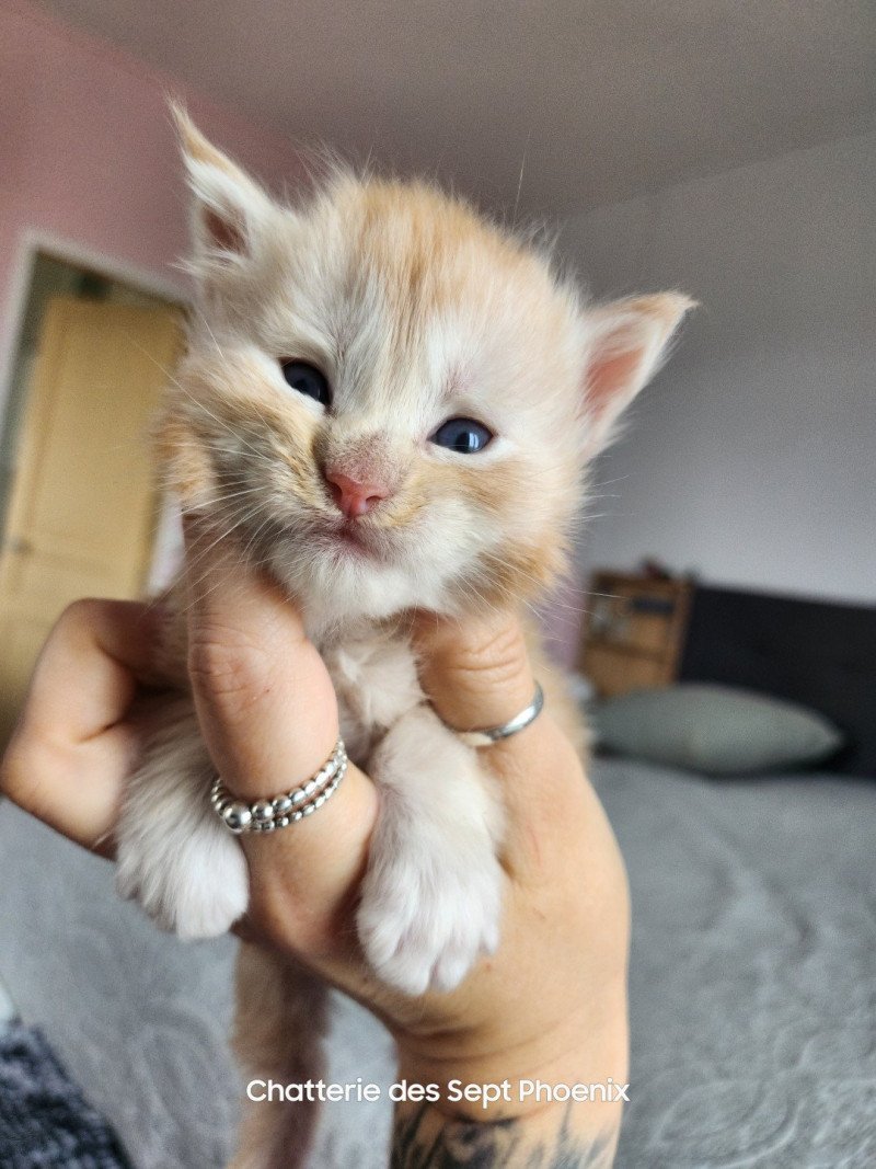 Aslan Des Sept Phoenix Mâle Maine coon