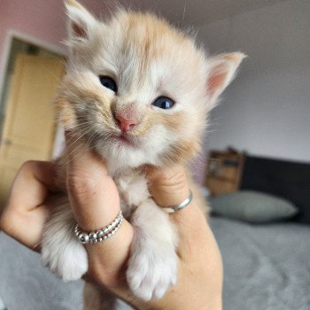 chaton Maine coon red silver mackerel tabby Aslan Chatterie des Sept Phoenix