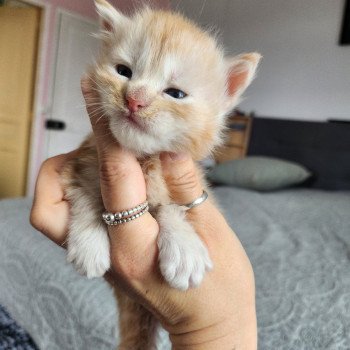 chaton Maine coon red silver mackerel tabby Aslan Chatterie des Sept Phoenix